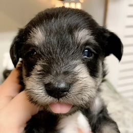 Miniature Schnauzers from Heather’s Schnauzers
