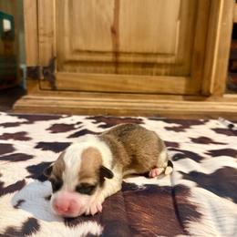 Boy 1 - Red male Pembroke Welsh Corgi puppy in Johnson City, Texas from McCall Creek Corgis