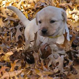English Cocker Spaniel and Labrador Retriever Puppies from Fenloch Gundogs