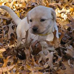 English Cocker Spaniel and Labrador Retriever Puppies from Fenloch Gundogs