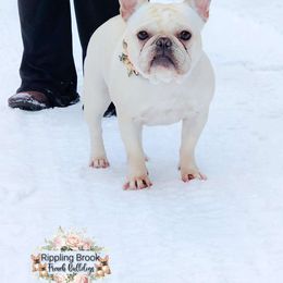 Xena - French Bulldog