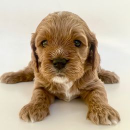 R2 - Red male Cavapoo puppy in Vineyard, Utah from Pitter Patter Puppies
