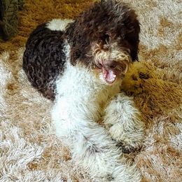 Tucker - Goldendoodle