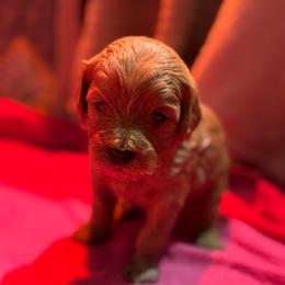 Candy - Apricot female Cavapoo puppy in Gainesville, Florida from Alyssa Xxweetdoodles