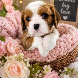 Briony - Blenheim female Cavalier King Charles Spaniel puppy in Kewaskum, Wisconsin from Moon Dream Cavaliers