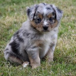 Clubs - Blue merle male Miniature Australian Shepherd puppy in Evant, Texas from Lazy VT Bar Ranch