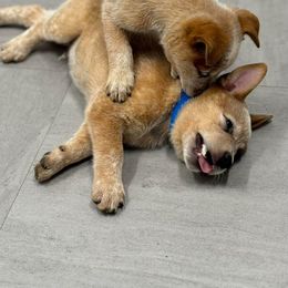 Australian Cattle Dog Puppies from Red Horizon ACD Kennels