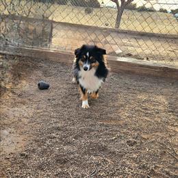 Fred - Black tri male Toy Australian Shepherd puppy in Snowflake, Arizona from Halfpint Aussies