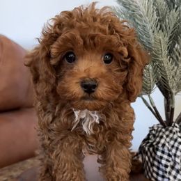 French Bulldogs and Poodles from YZC Frenchies at 4C Ranch