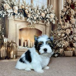 AKC Charlie 3300 - Black tan and white male Biewer Terrier puppy in Nicholls, Georgia from Southeast Biewers