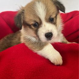 Red - Red female Pembroke Welsh Corgi puppy in Blair, Wisconsin from Sandy’s Pet Grooming and Boarding & AKC Corgis
