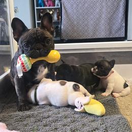 Stella - French Bulldog