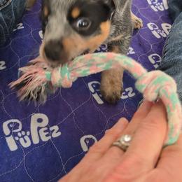 Betty - Blue female Australian Cattle Dog puppy in Laurinburg, North Carolina from Fun Size Heelers
