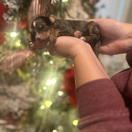 Blizzard - Merle male Bernedoodle puppy in Alabama from Peach & Pawmetto Doodles
