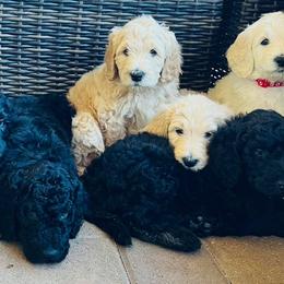 Goldendoodles from Havasu Goldendoodles