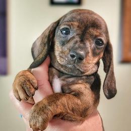 Lumi - Brindle female Dachshund puppy in Mountain Grove, Missouri from Blueprint K9 Dachshunds- www.BlueprintK9.com