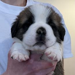 Dark green collar - Red and white male Saint Bernard puppy in New Sharon, Maine from Kimball Pond  Saint Bernards
