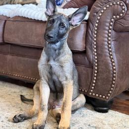 Semi Trained Service Dog Candidate Male Malinois - Fawn male Belgian Malinois puppy in Irmo, South Carolina from Kaizen von Ruach Malinois