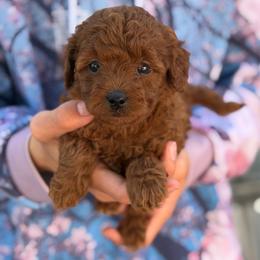 Monica - Red  female Goldendoodle puppy in Cedar City, Utah from Precious Paws Ranch