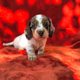 Larry - Piebald male Dachshund puppy in Trinity, Texas from Signature Sloan - Long Hair Dachshunds