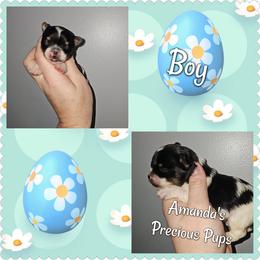 Parti boy - Parti male Yorkshire Terrier puppy in Wartburg, Tennessee from Amanda's Precious Pups