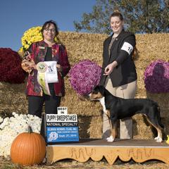 Entlebucher Mountain Dog All Grown Up from Swiss Stock Entlebuchers