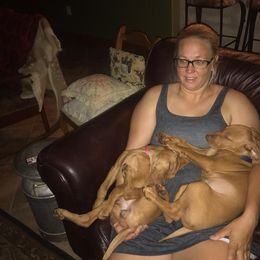 Vizsla Puppies from Virag Vizsla