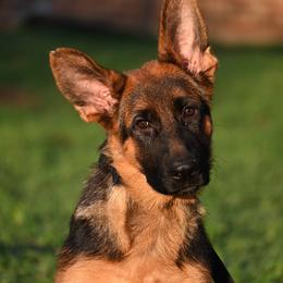 Aries - Black and red male German Shepherd puppy in Azle, Texas from Alsup German Shepherds