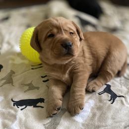 Labrador Retriever Puppies from Landon J Farms Labrador Retrievers