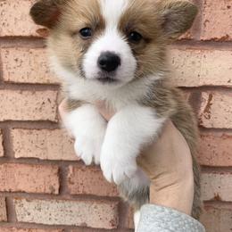 Earmuff - Red female Pembroke Welsh Corgi puppy in Cumming, Georgia from Carter’s Corgis LLC