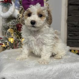 Carrie - Parti female Maltipoo puppy in Berea, Kentucky from Blair’s Furry Friends