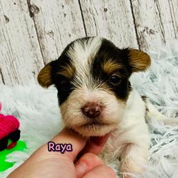 Raya - Parti female Yorkshire Terrier puppy in Mankato, Minnesota from Tiny and Treasured