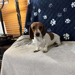 Gracie - Dachshund