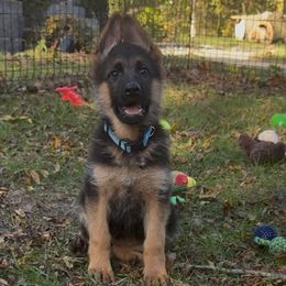 Miss Light Blue - Black and red female German Shepherd puppy in Lawton, Michigan from Free Indeed Shepherds