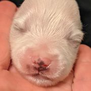 American Eskimo Dog and Border Collie Puppies from Guidingstars American Eskimos and Mondenkind Border Collies
