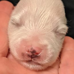 American Eskimo Dog and Border Collie Puppies from Guidingstars American Eskimos and Mondenkind Border Collies