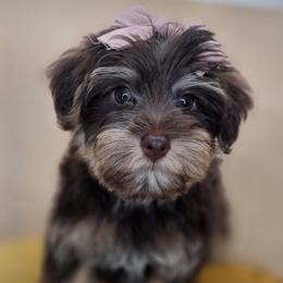 Daisy - Phantom female Bernedoodle puppy in Decatur, Tennessee from Diamond's Doodles