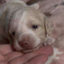 Little ee cream pie- more cream - Cream female Dachshund puppy in Mt. Vernon, Texas from The Spotted Doxie