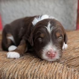 Bear - Brown and white female Aussiedoodle puppy in Tucson, Arizona from Ever After Doodles Arizona