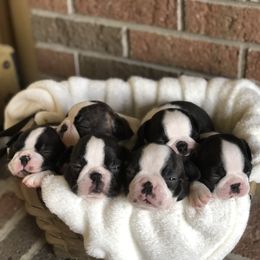 Boston Terriers from True North Bostons
