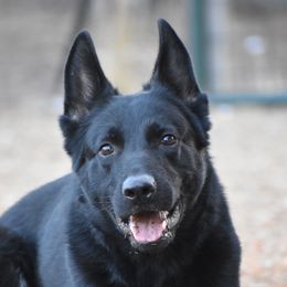 Danger - German Shepherd