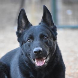 Danger - German Shepherd