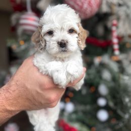 Casper - Buff and white male Cockapoo puppy in Floyds Knobs, Indiana from Sweet Tails