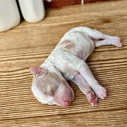 Goldendoodle and Poodle Puppies from SnickerDoodlePups