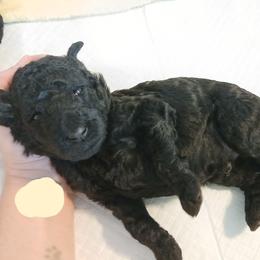Tan - Black male Poodle puppy in Big Rapids, Michigan from Meeker's Ridge Standard Poodles