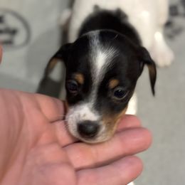 Willow - Piebald male Dachshund puppy in Florence County, South Carolina from Modern Family Standards