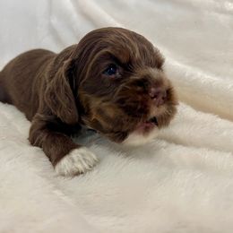 Cocker Spaniel Puppies from Jennifer Dees