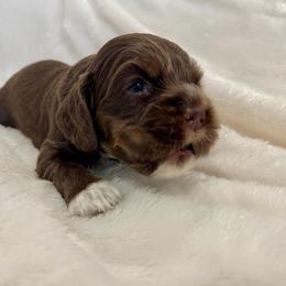 Cocker Spaniel Puppies from Jennifer Dees