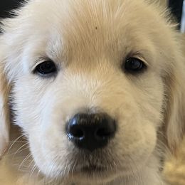 Golden Retrievers from Winterview Golden Retrievers