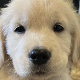 Golden Retrievers from Winterview Golden Retrievers
